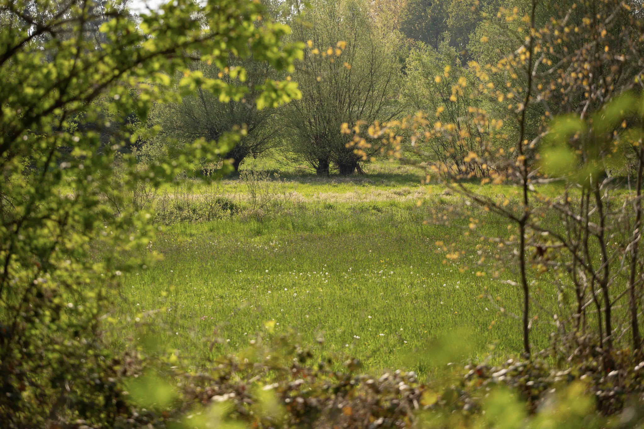 Graslandwandeling Printhagen